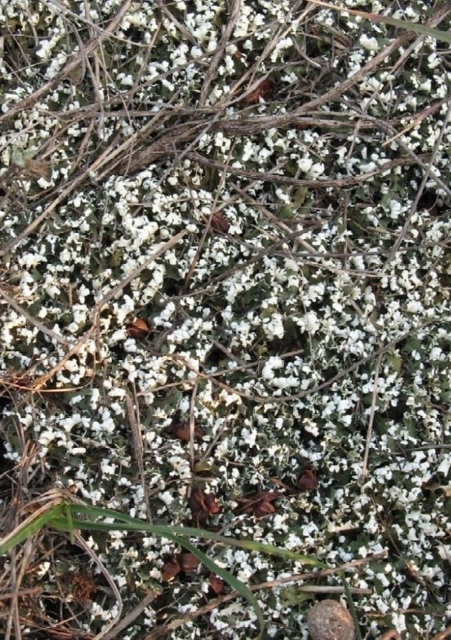 lichene su muschio - Cladonia convoluta e altri